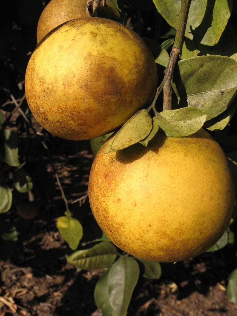              Fruit (Winter Haven, FL)       